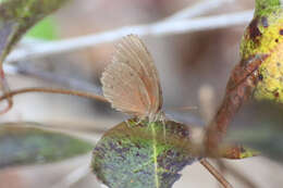 Image of cedar bush-brown