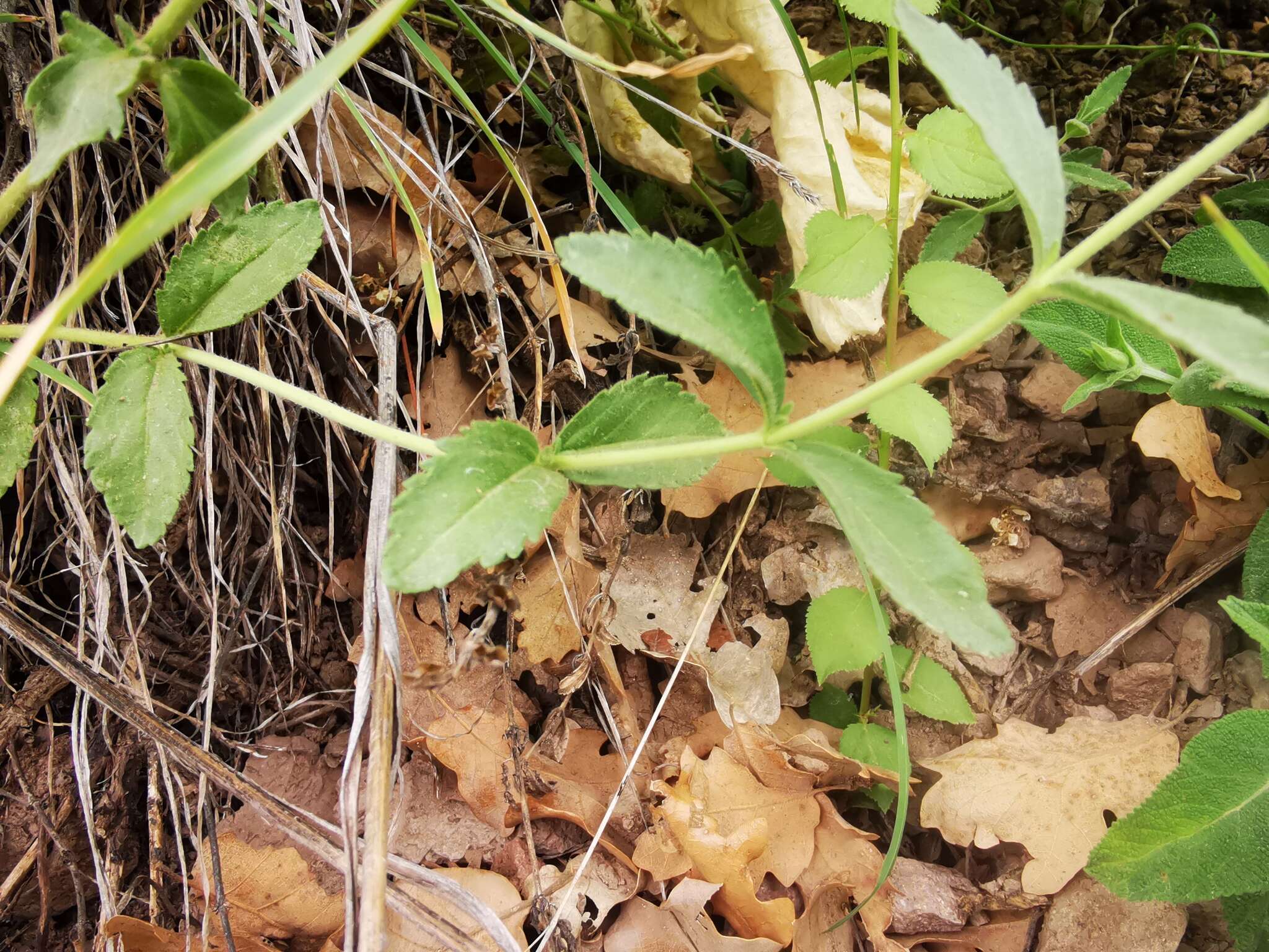 Image of Veronica pectinata L.