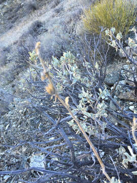 Image of scallopleaf sage