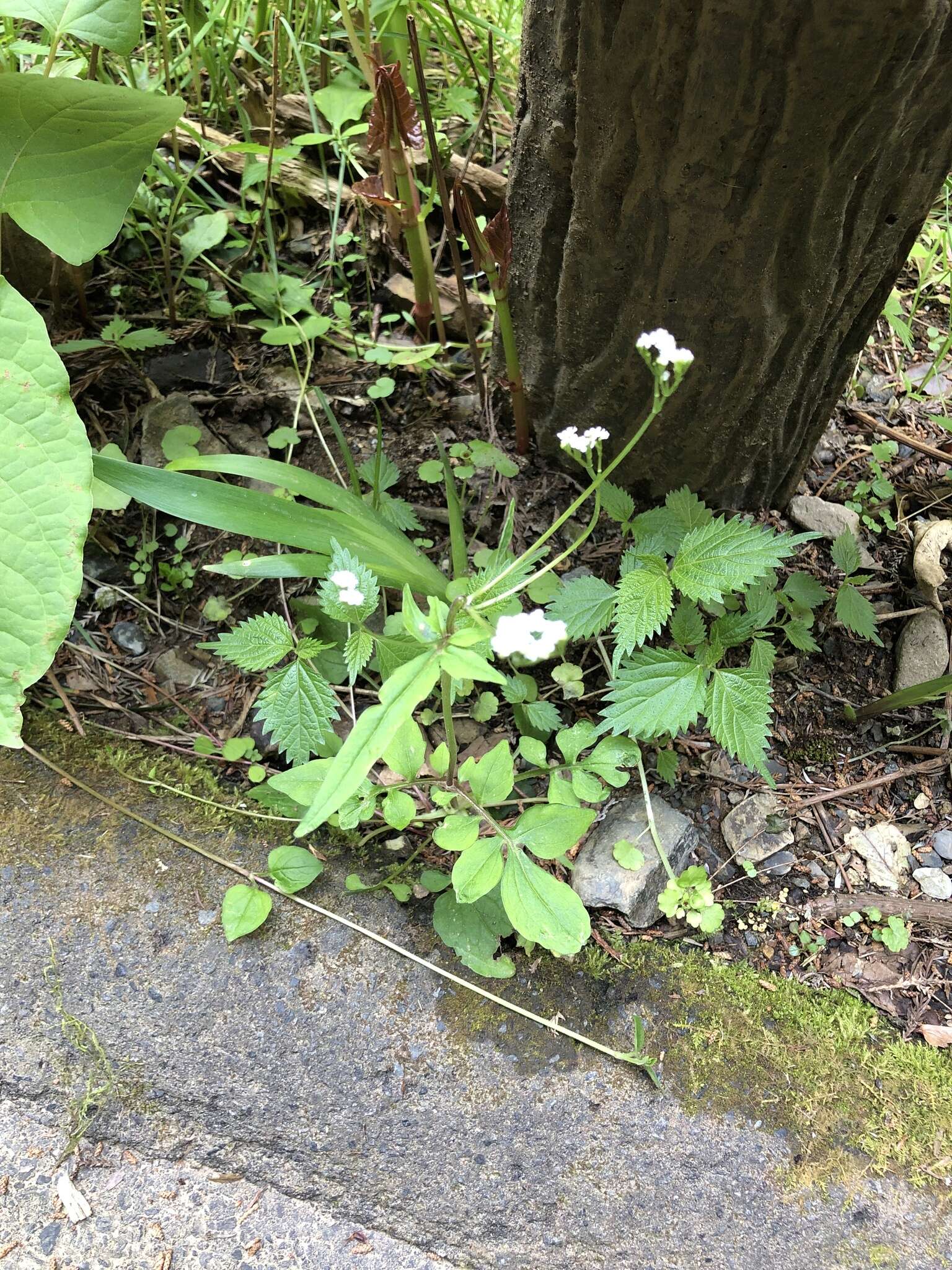 Image of Valeriana flaccidissima Maxim.