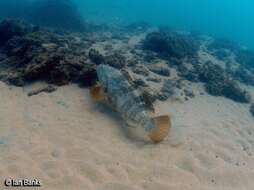 Image of Estuary Cod