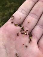 Image of Heath Wood-Rush