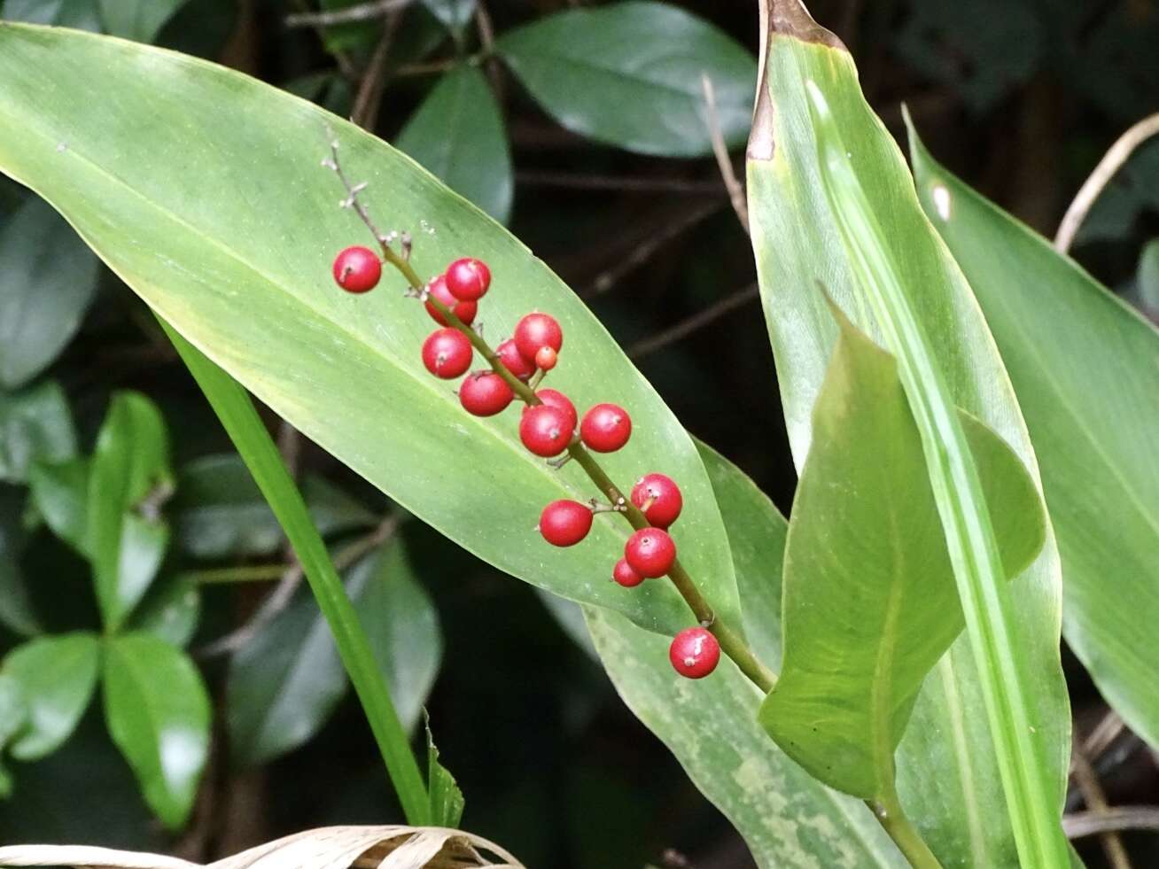 Image of Alpinia oblongifolia Hayata