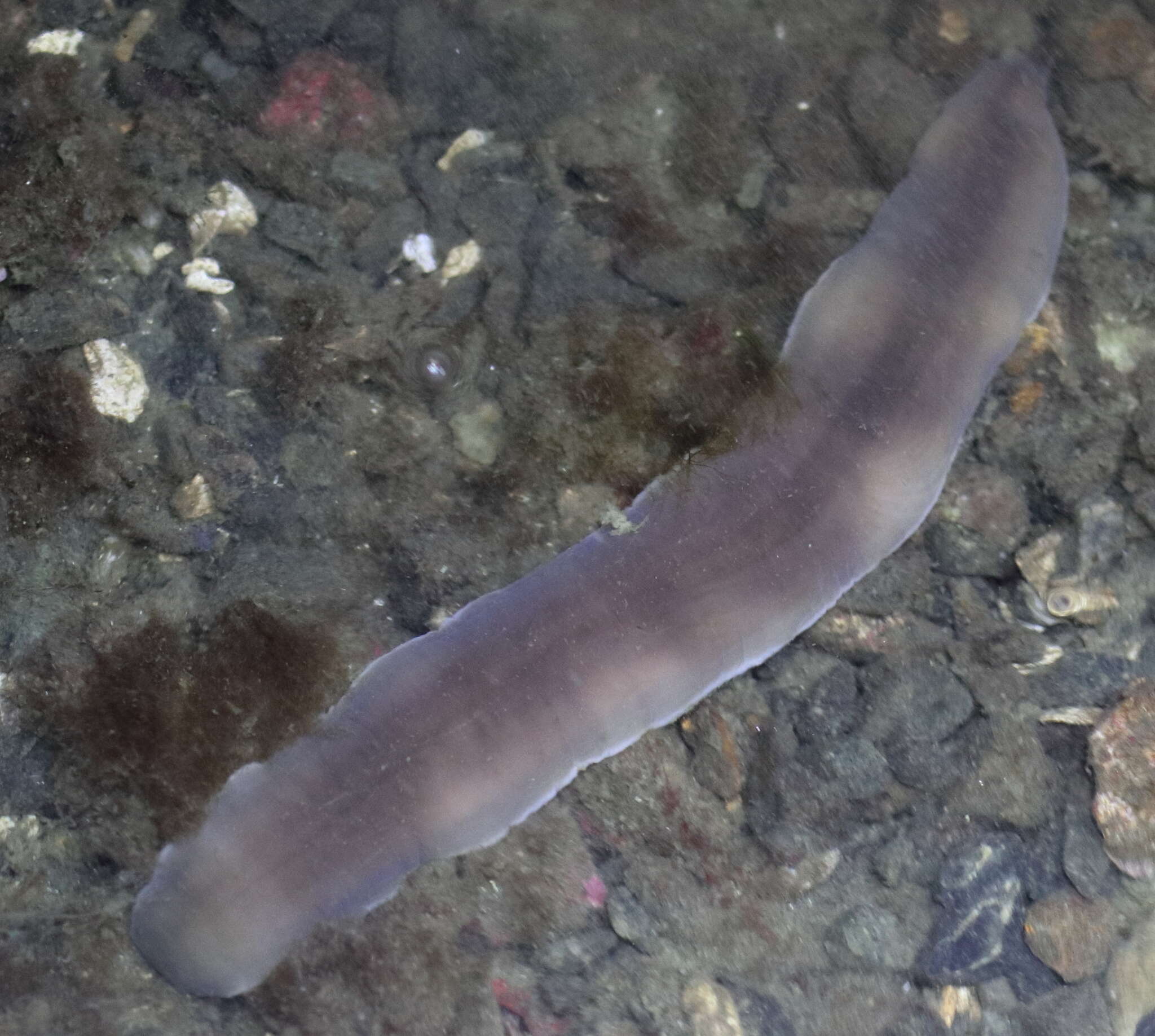 Image of black ribbon worm