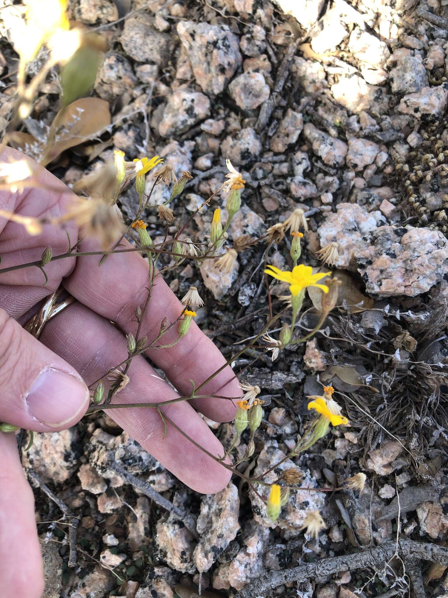 Imagem de Croptilon hookerianum var. graniticum (E. B. Smith) E. B. Smith