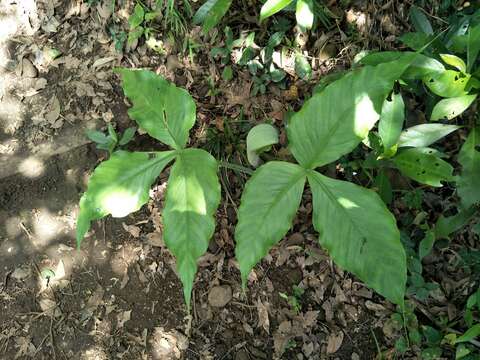 Arisaema ringens (Thunb.) Schott的圖片