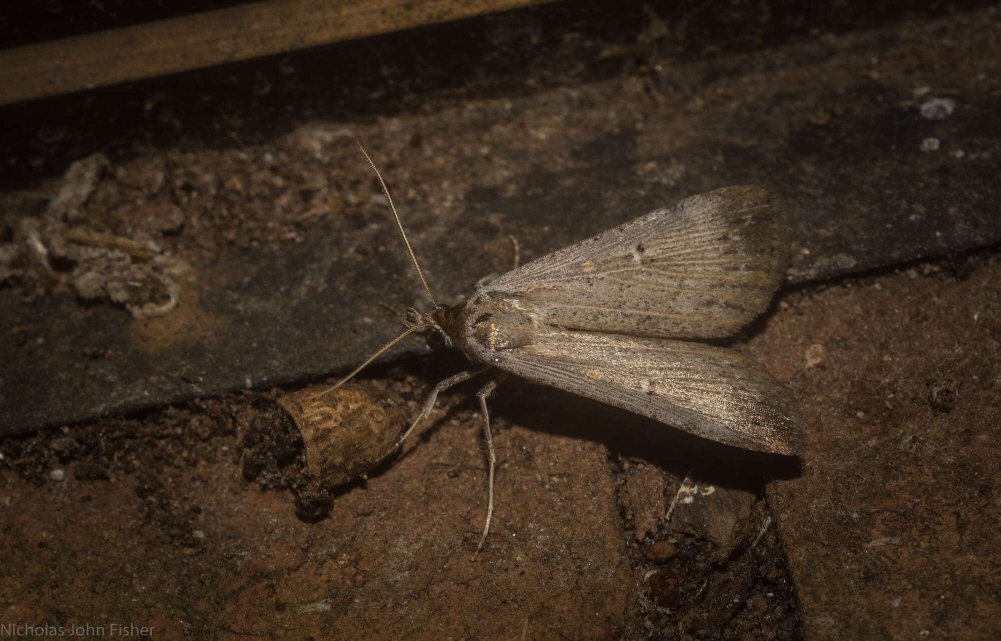 Image of <i>Tathorhynchus fallax</i>