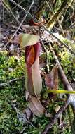 Image of Nepenthes spathulata Danser