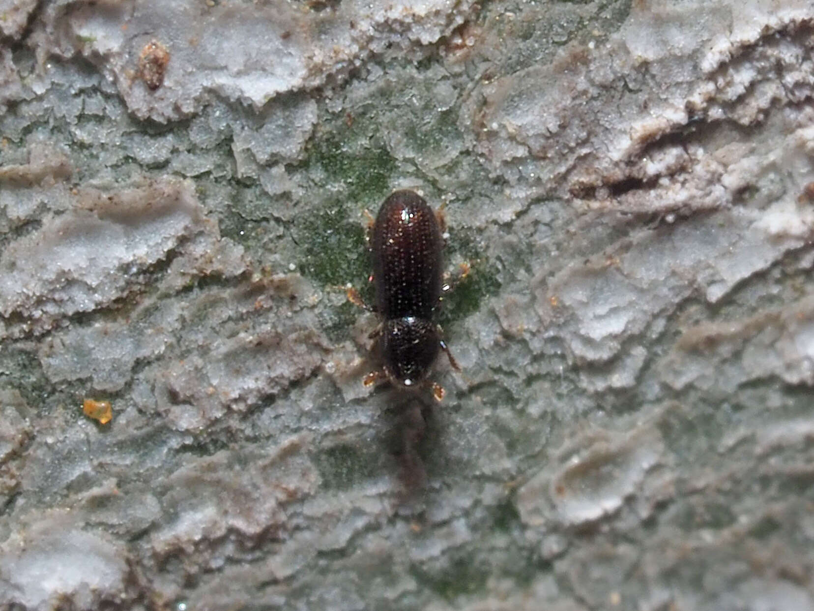 Image of Crypturgus hispidulus Thomson & C. G. 1870