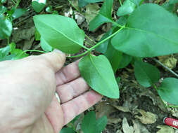 Image of Vinca major subsp. major