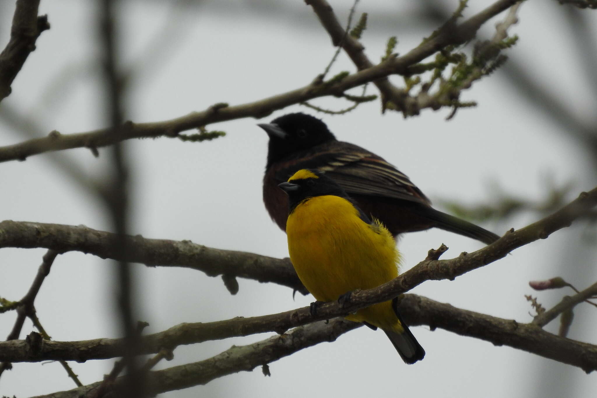 Image of scrub euphonia