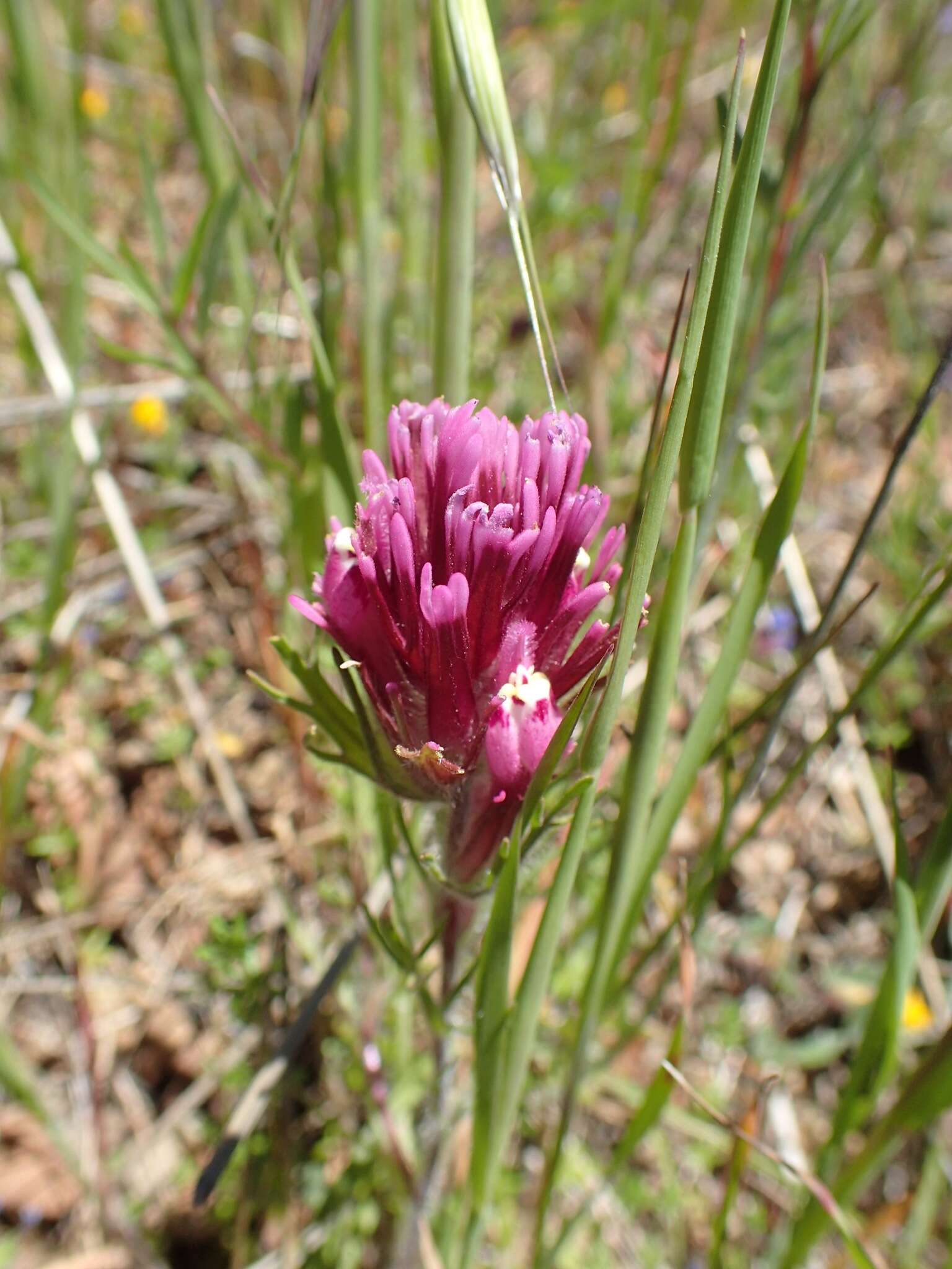 Image of <i>Castilleja <i>exserta</i></i> subsp. exserta