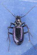 Image of Nebria (Catonebria) piperi Van Dyke 1925