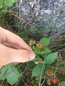 صورة Rubus setosus Bigelow