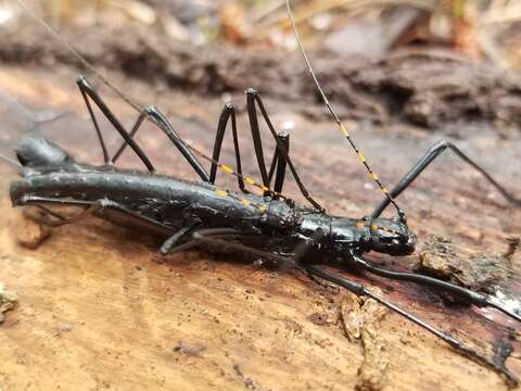 Image of Atratomorpha similia Conle, Hennemann & Gutiérrez 2011