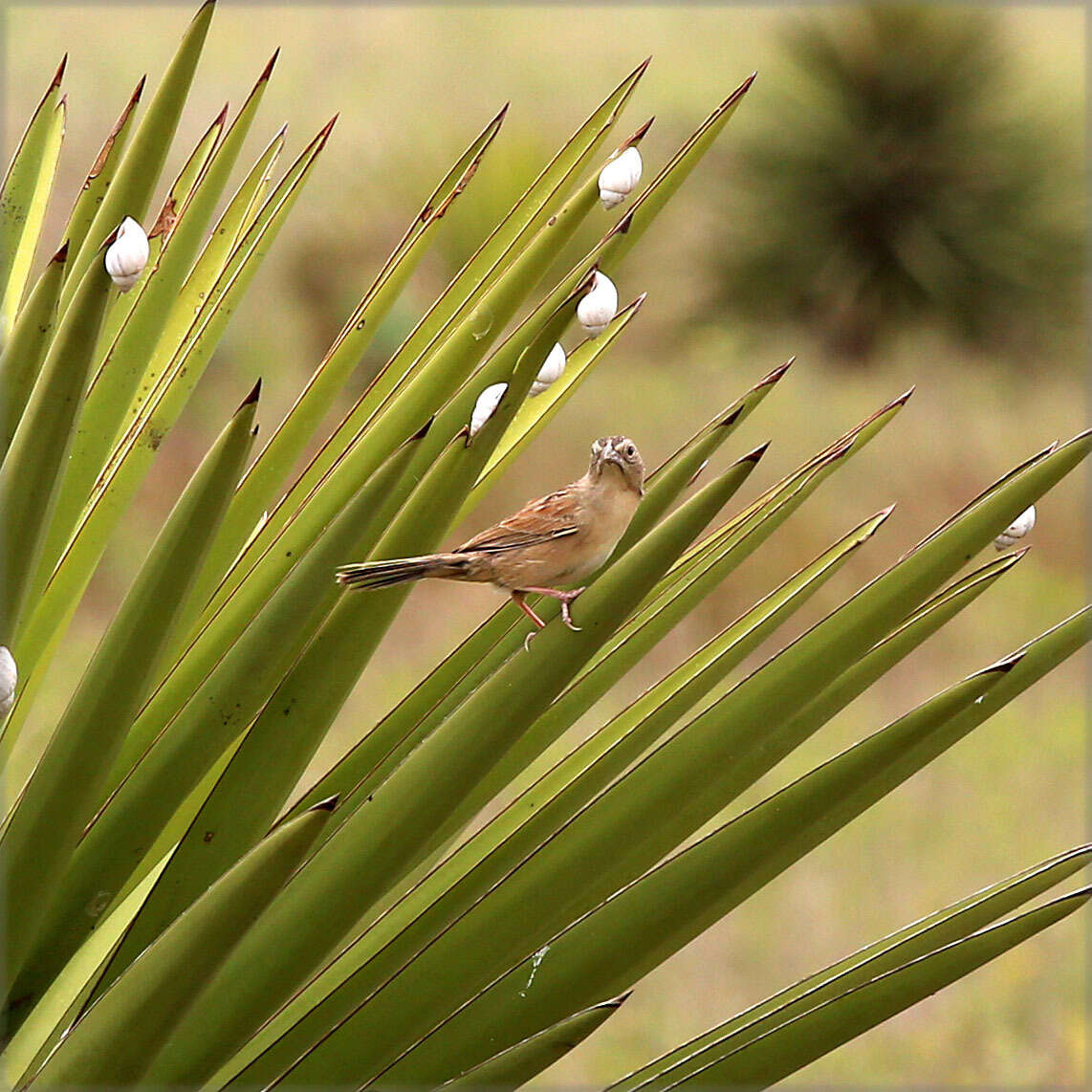 Image of Botteri's Sparrow