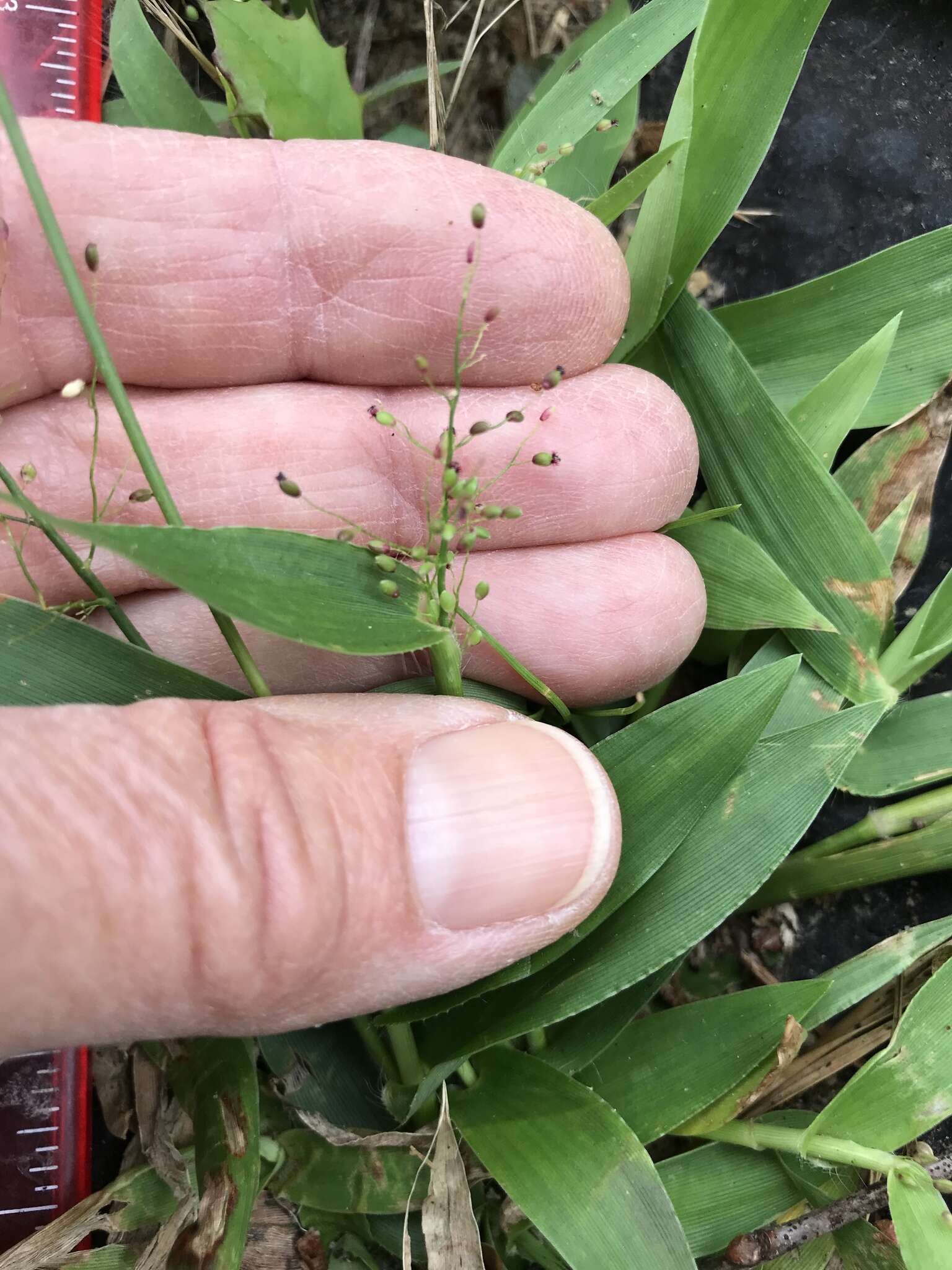 Panicum sphaerocarpon Elliott resmi