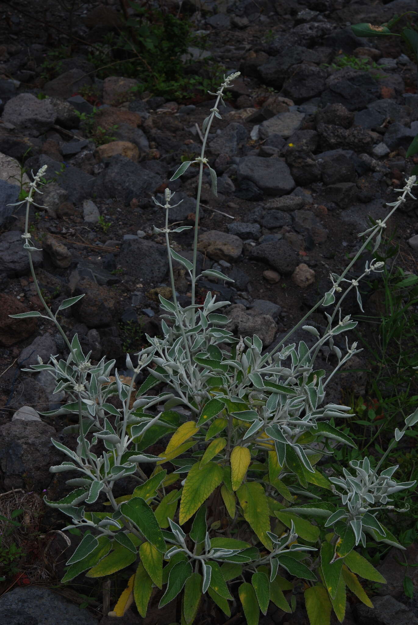 Image of Sideritis soluta subsp. gueimaris Négrin & P. Pérez