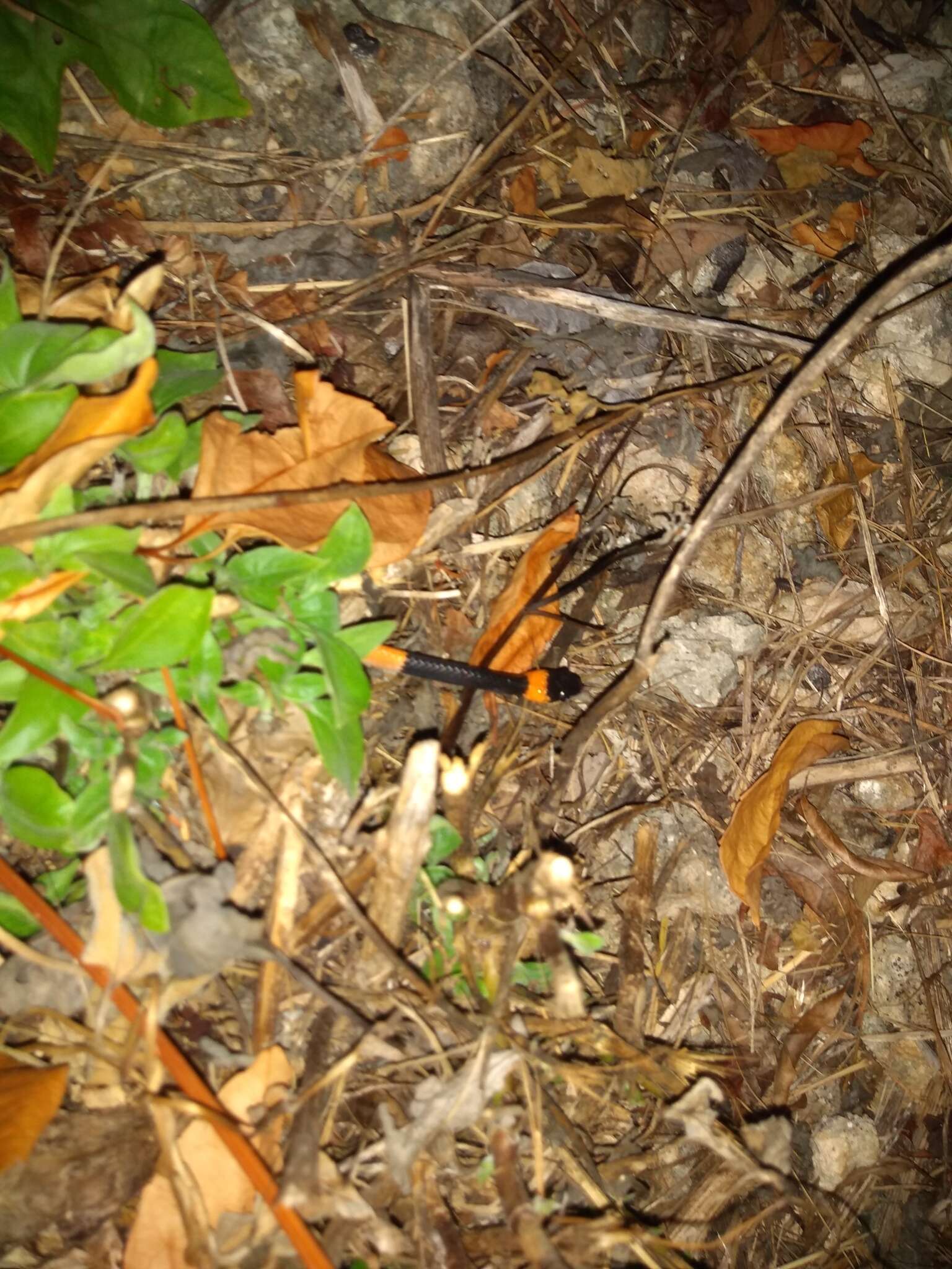 Image of Snail-eating Thirst Snake