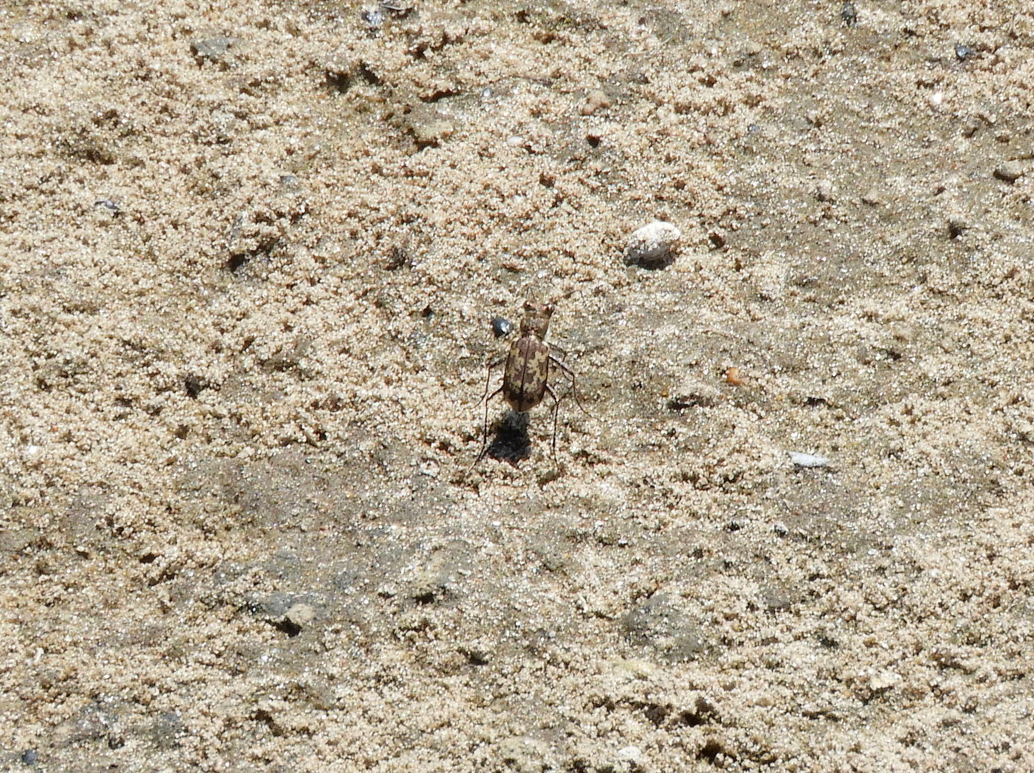 Image of Cylindera (Plectographa) apiata (Dejean 1825)