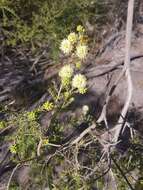 Слика од Kunzea glabrescens H. R. Toelken