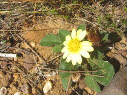 Image of Haplocarpha lanata (Thunb.) Less.