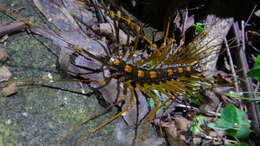 Image of Thereuopoda longicornis (Fabricius 1793)