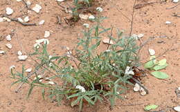 Image of Common veld heliotrope