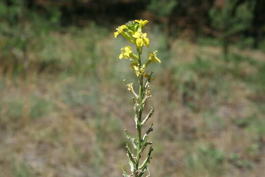 Image de Erysimum canum (Piller & Mitterp.) Polatschek