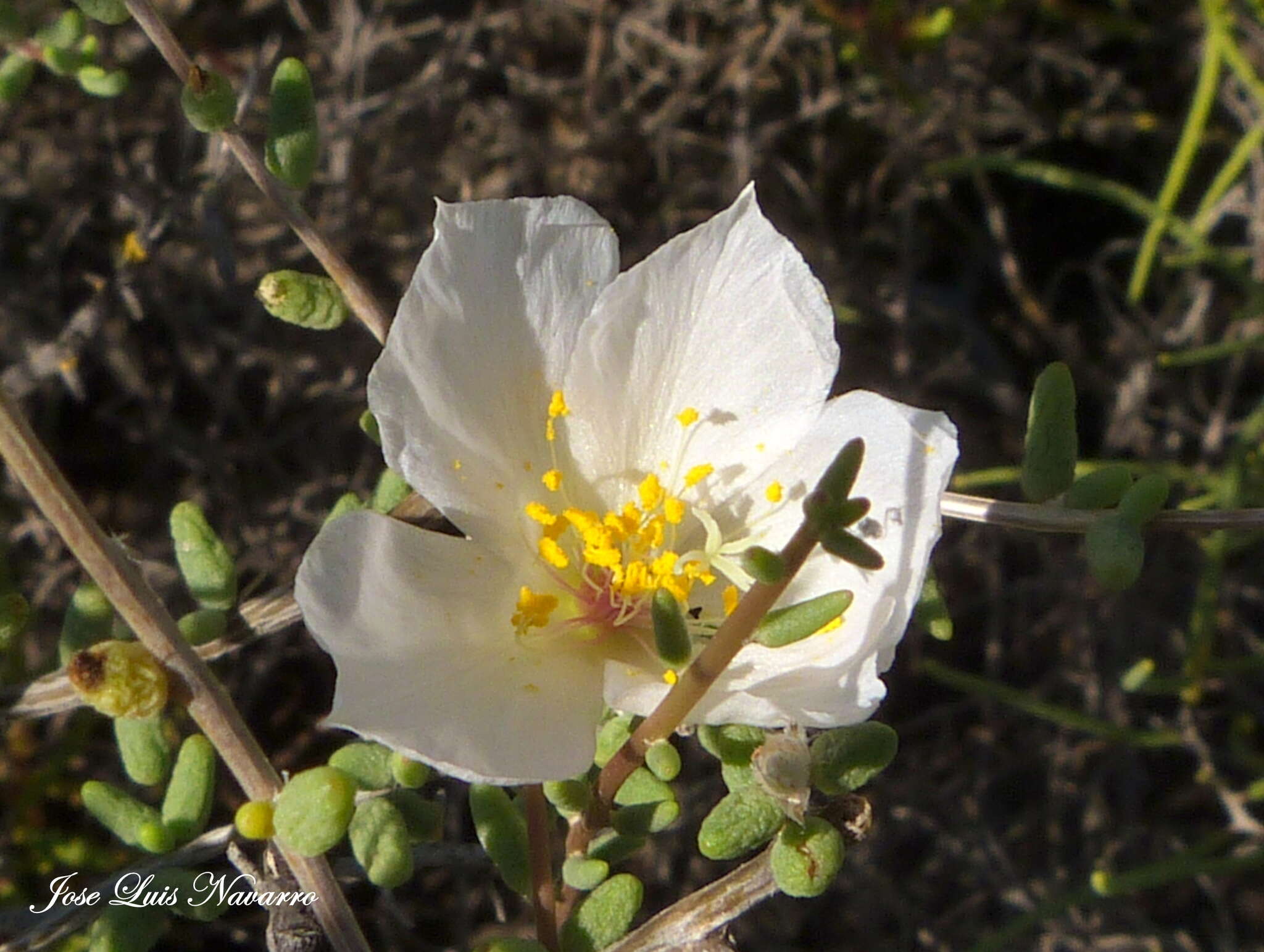 Image of Grahamia bracteata Gill.