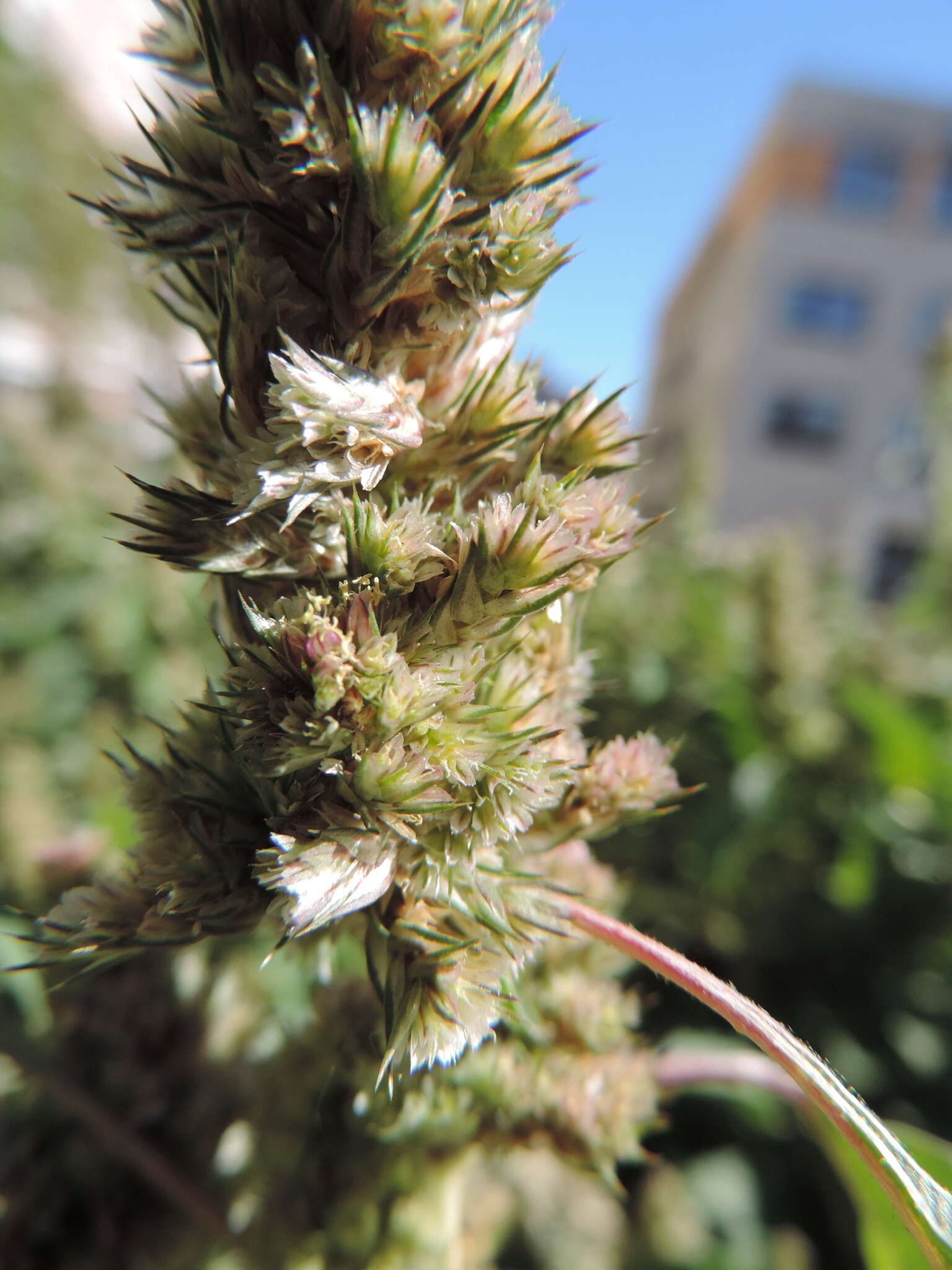 Image of redroot amaranth