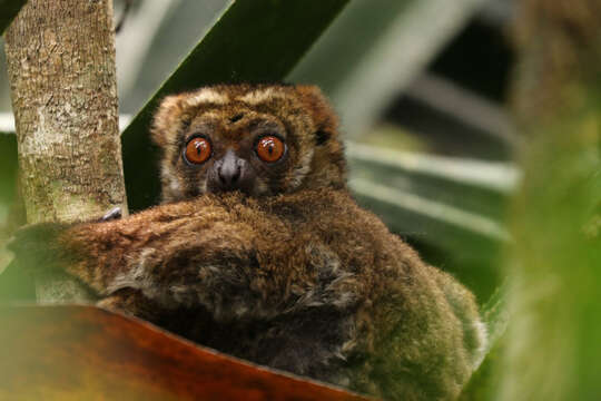 Image of Woolly Lemur