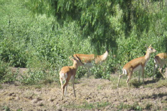 Image de Antilope Pallas 1766