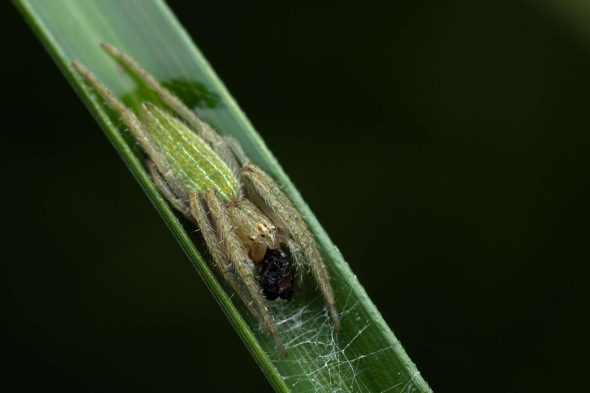 Image of Eustala fuscovittata (Keyserling 1864)