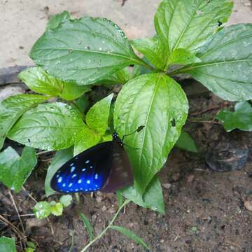 Euploea nemertes Hübner 1806 resmi