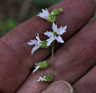 Image of Siskiyou Mountain woodland-star