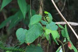 Vitis chunganensis Hu resmi