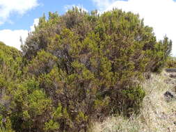 Plancia ëd Erica reunionensis E. G. H. Oliver