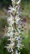 Image of Klamath rushlily