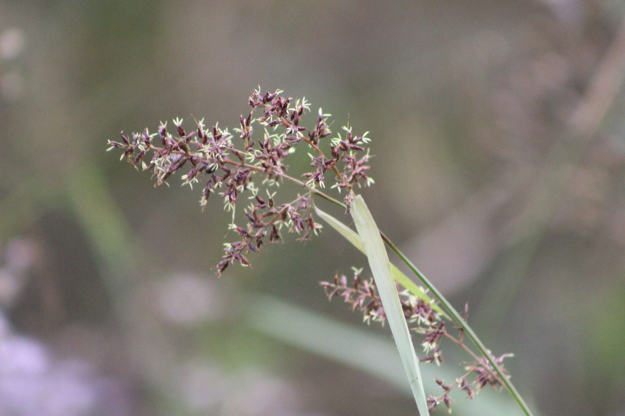 Image of Scleria myricocarpa Kunth