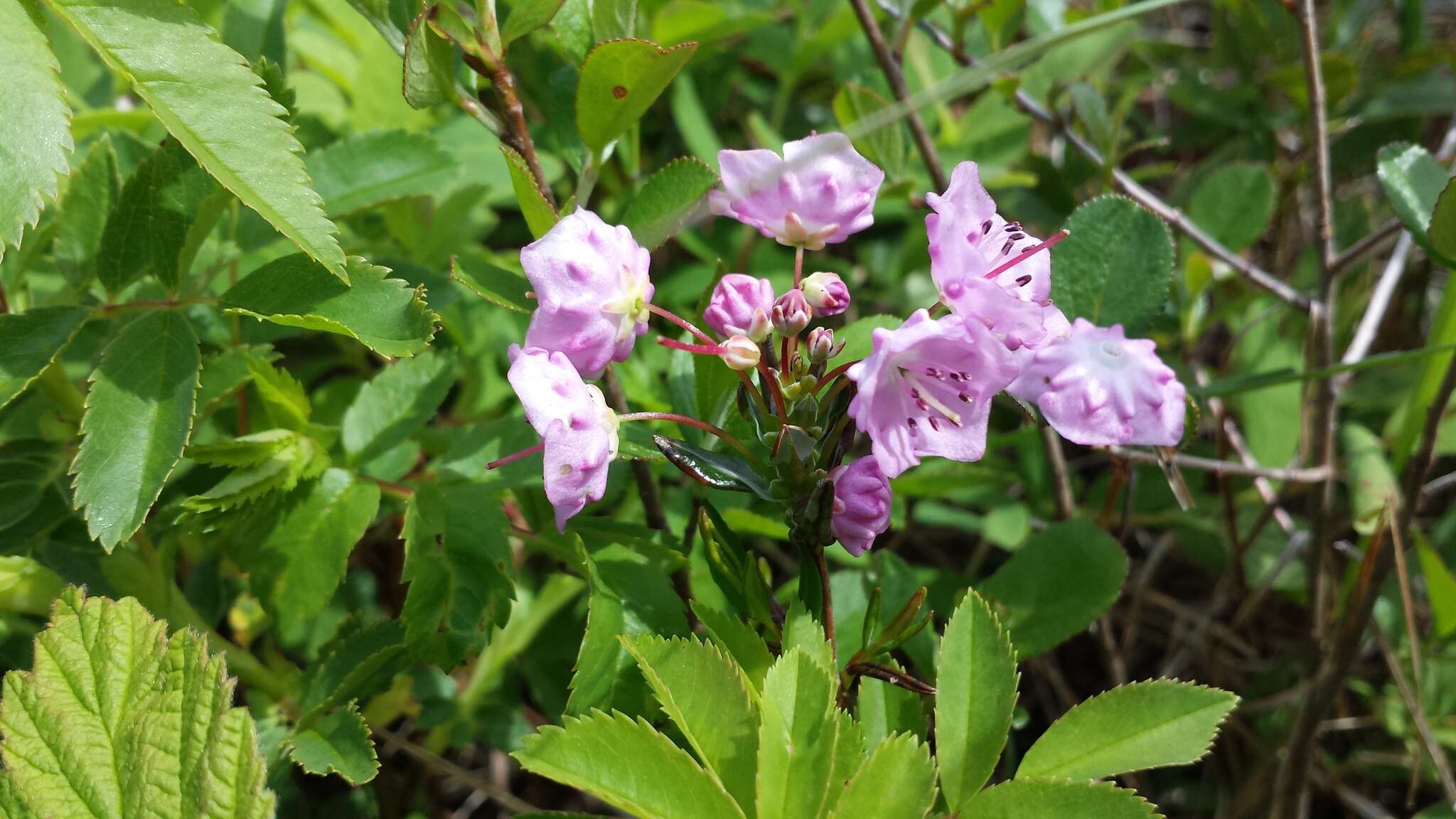 Image of bog laurel