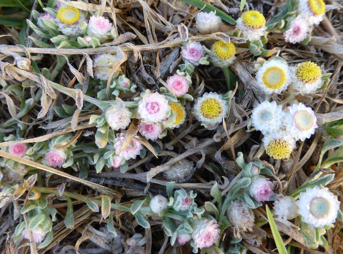 Image de Helichrysum argyrosphaerum DC.