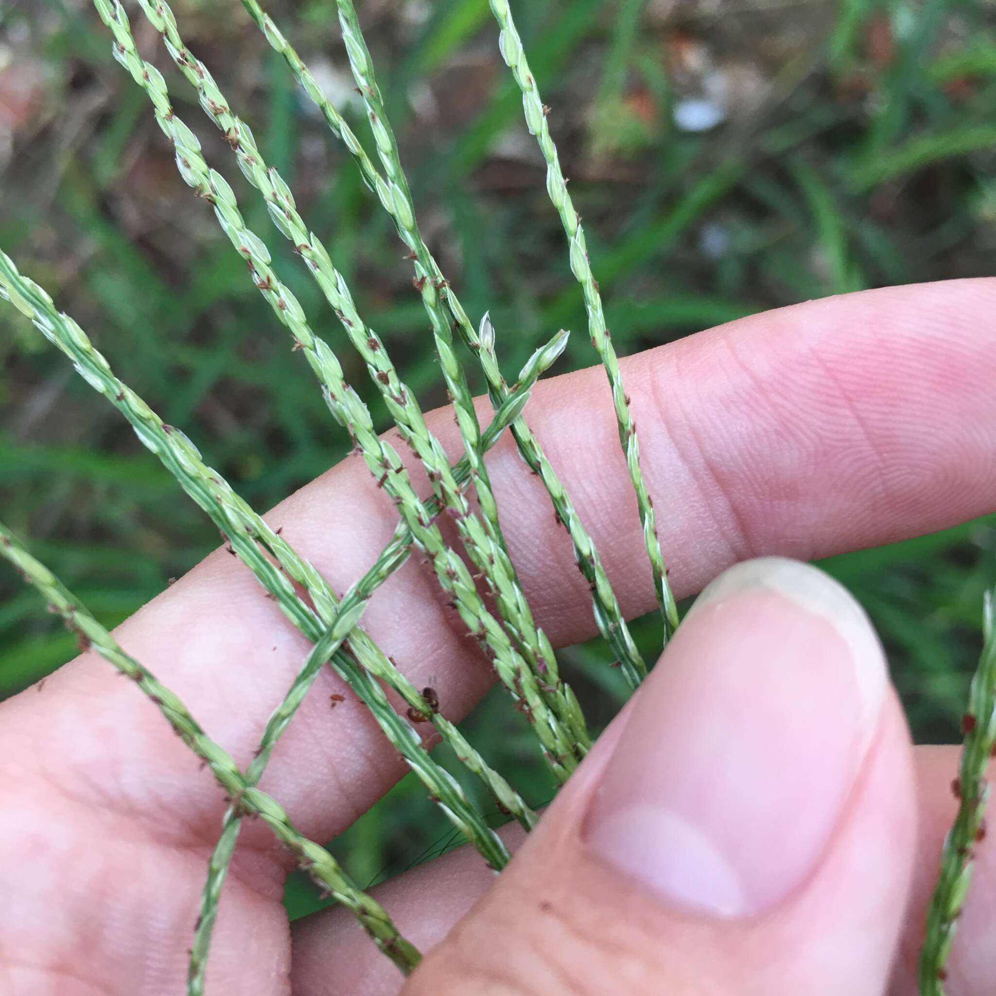 Image of East Indian Crab Grass