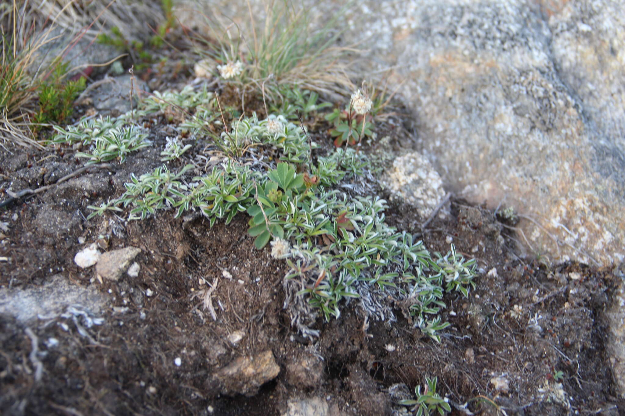 Image de Antennaria monocephala DC.