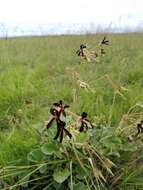 Image of Pelargonium sidoides DC.