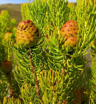 Image of Leucadendron teretifolium (Andrews) I. Williams