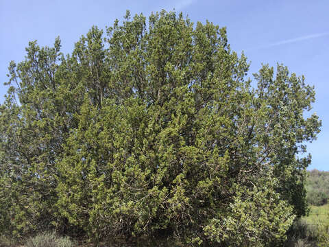 Sivun Juniperus californica Carrière kuva