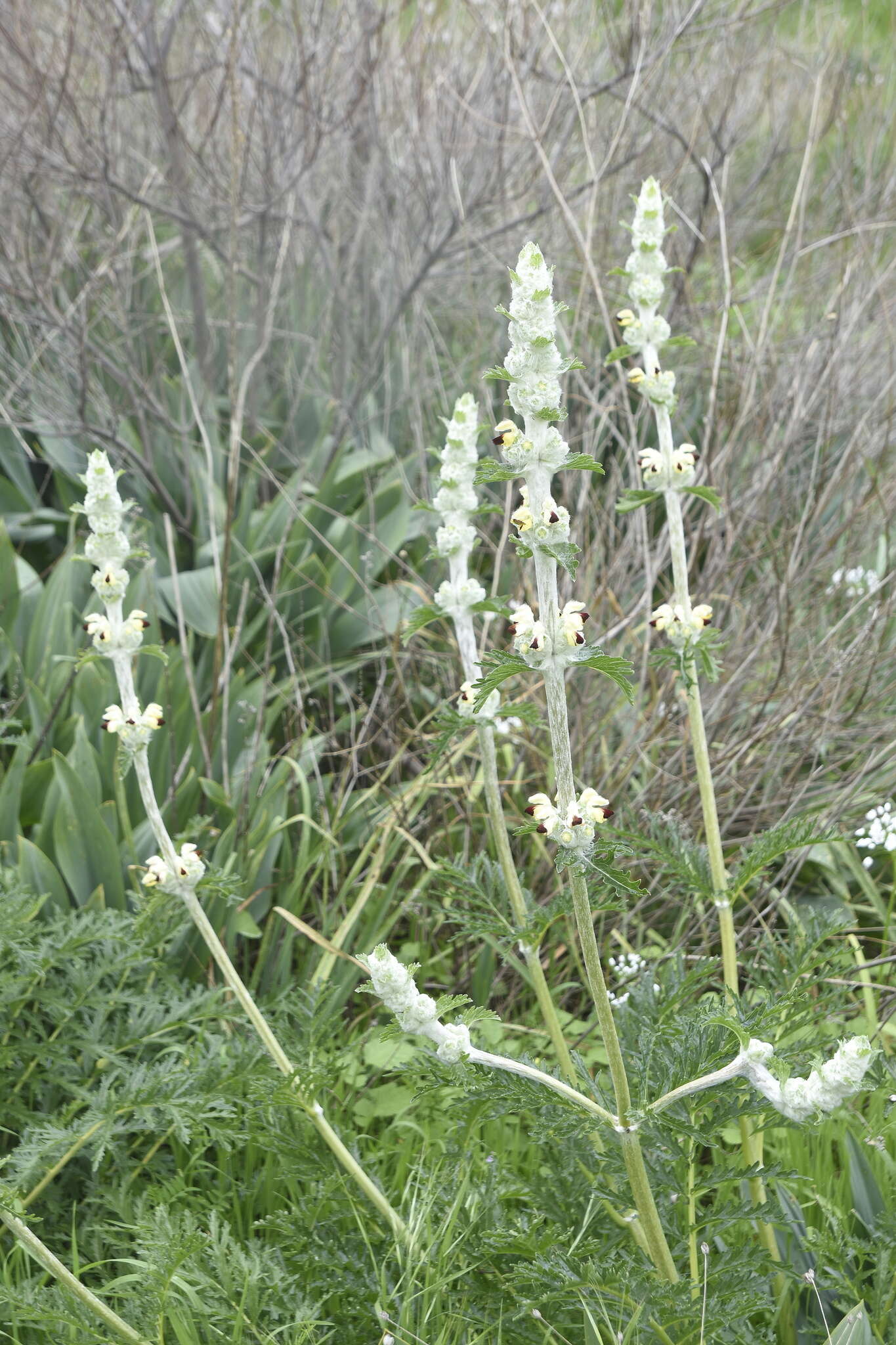 Sivun Phlomoides laciniata (L.) Kamelin & Makhm. kuva