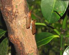 Image of Bushman's poison