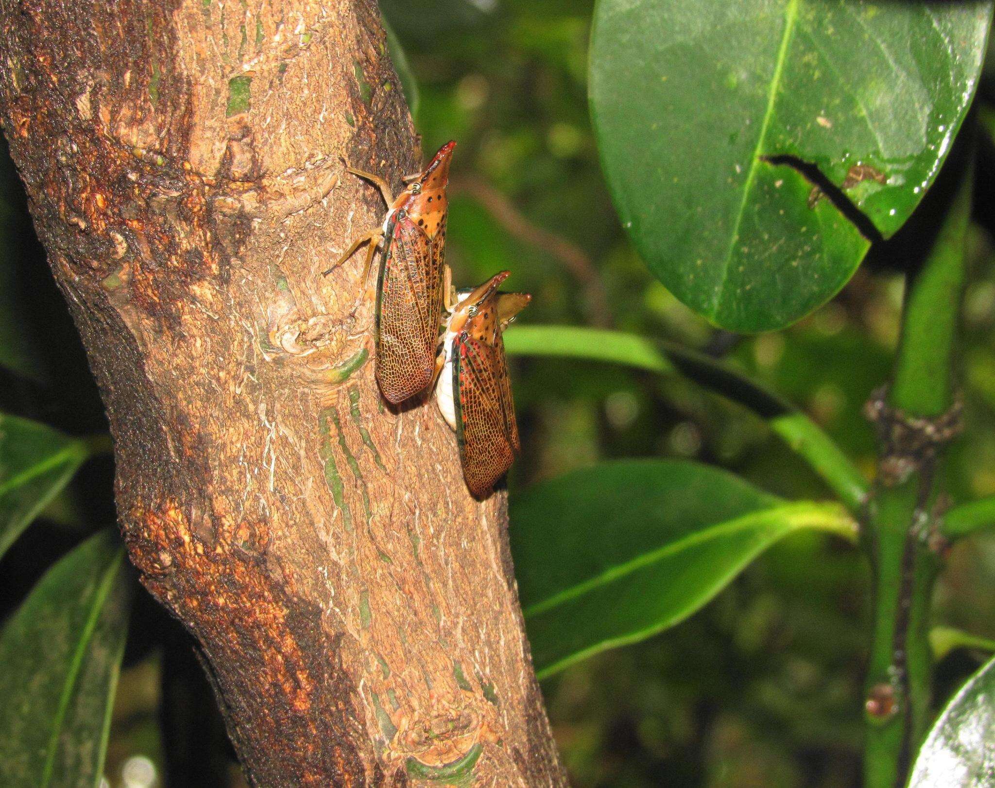 Image of Bushman's poison